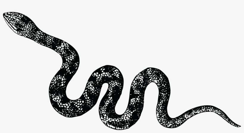 Viper Snake Png High-quality Image - Snake Black And White Png, transparent png download