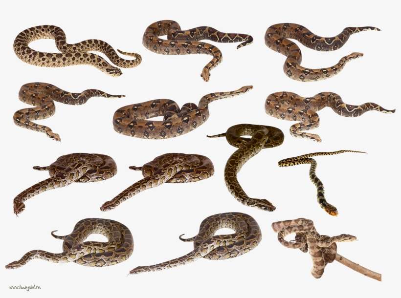 Snake Clip Art, transparent png download