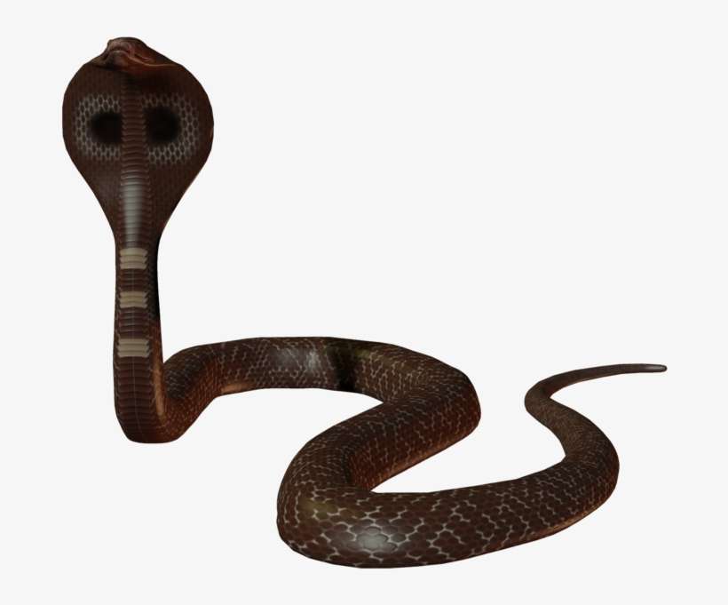 Cobra Png - Old Ayurvedic Pulse Analysis, transparent png download