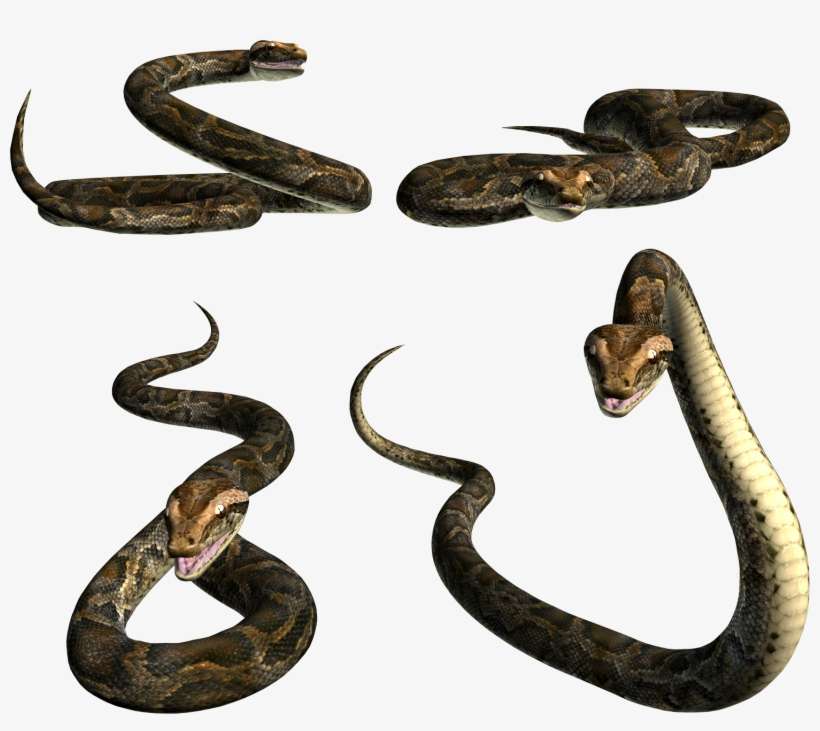 Snake Png Image Picture Download Free - Free Snake Psd, transparent png download
