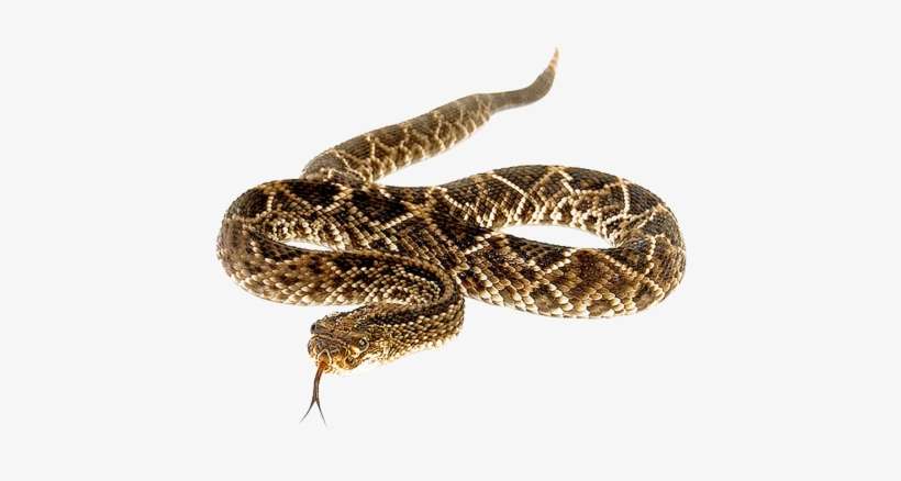 Snake Png Transparent Image - Eastern Diamondback Rattlesnake Png, transparent png download