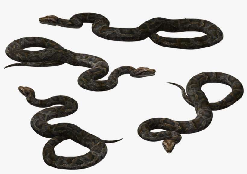 Black Rat Snake Vipers Reptile - Cobras, transparent png download