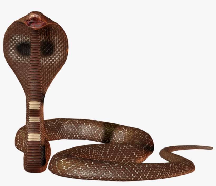 Cobra Png - Snake Images Png, transparent png download