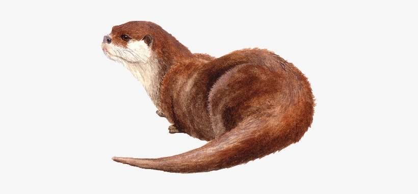 Otter Love - Watercolor Painting, transparent png download