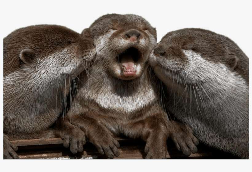 Cuddling Otters - Otter Happy, transparent png download