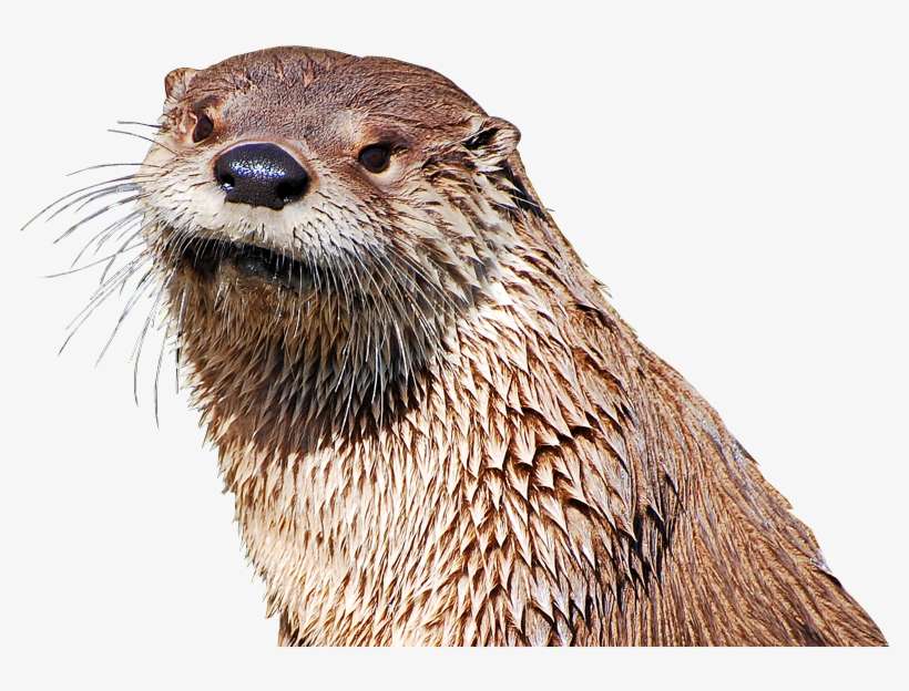 Clipart Free Transparent Animal Sea Otter - Otter Png, transparent png download