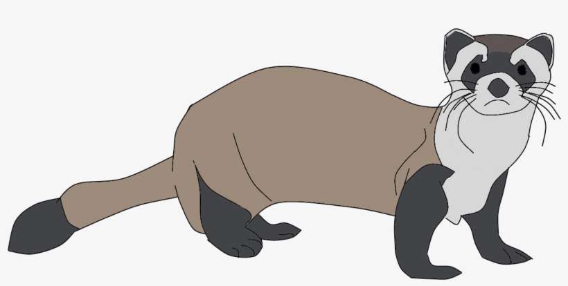 Ferret - Raccoon, transparent png download