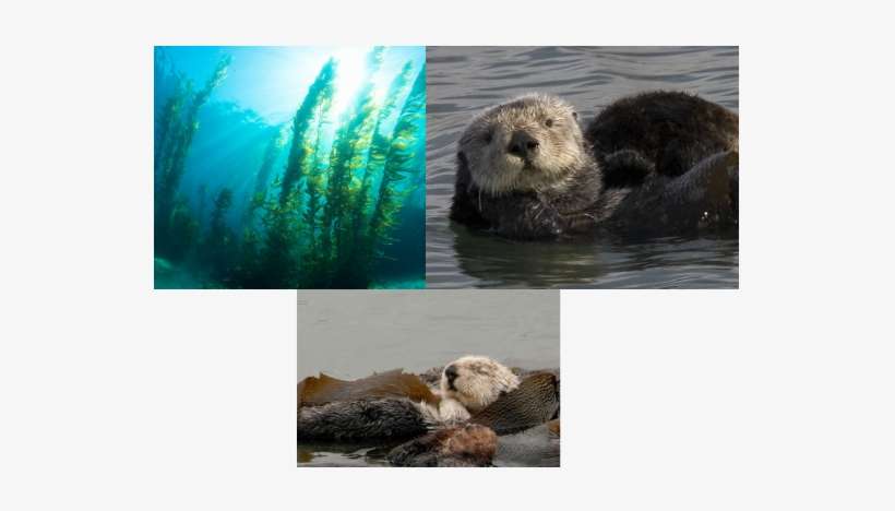 River Otter Symbiotic Relationships, transparent png download