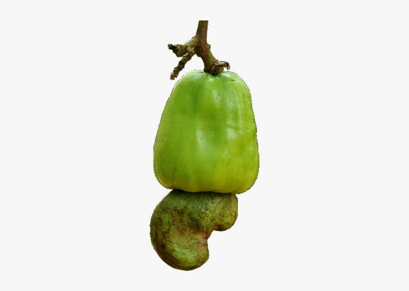552e93288f4602c87dfca61c Cashewapple - Portable Network Graphics, transparent png download