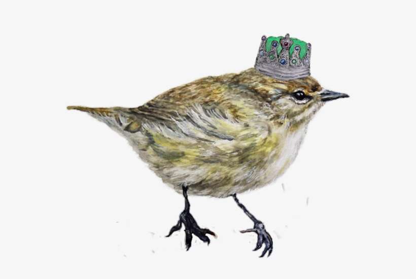 Visit - Black Throated Green Warbler PNG Image | Transparent PNG Free ...