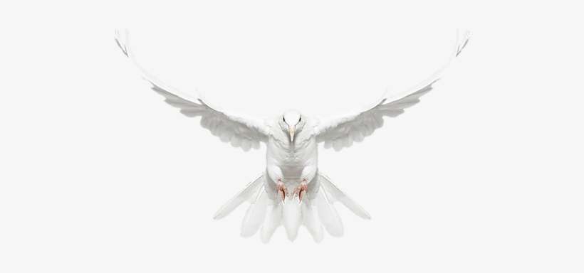 Dove Flying Towards You, transparent png download