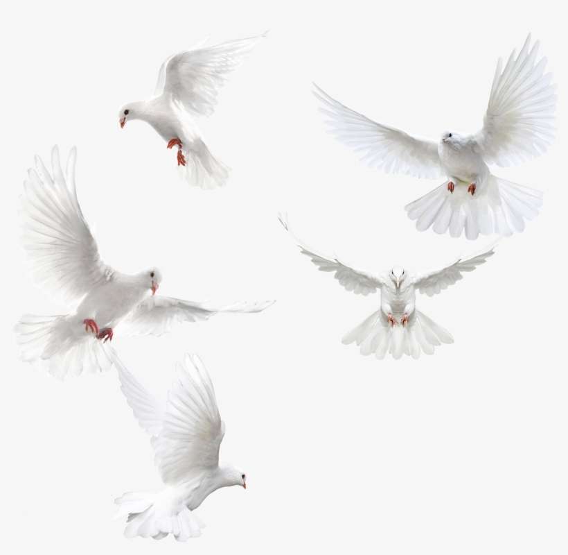 White Doves Png - Divine Intervention: Devotional Journal [book], transparent png download