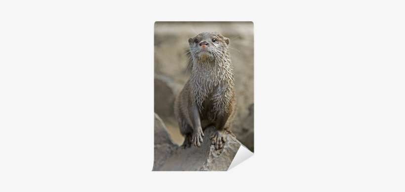 North American River Otter, transparent png download