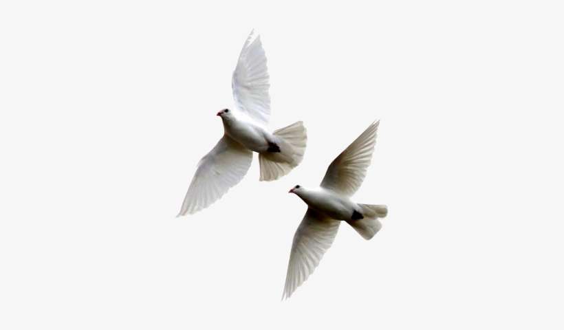 White Dove Flying Png - Doves Flying Psd, transparent png download