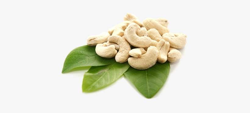 Raw Cashews - Z Natural Foods Cashews - Organic, Whole, Raw 2 Lbs, transparent png download