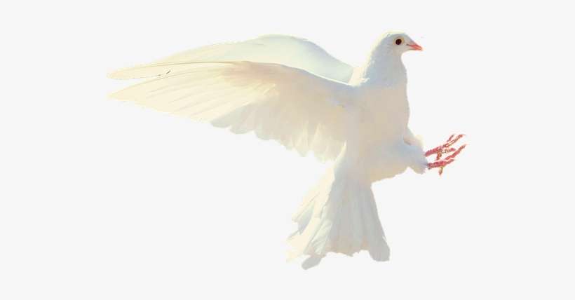 Dove, White, Isolated, Flight, Bird, White Dove, Fly - Facebook Islamic Quote Urdu, transparent png download