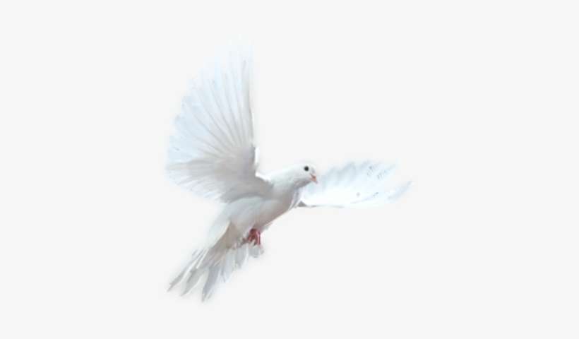 White Dove Psd - Psychic School - How To Become A Psychic Medium, transparent png download