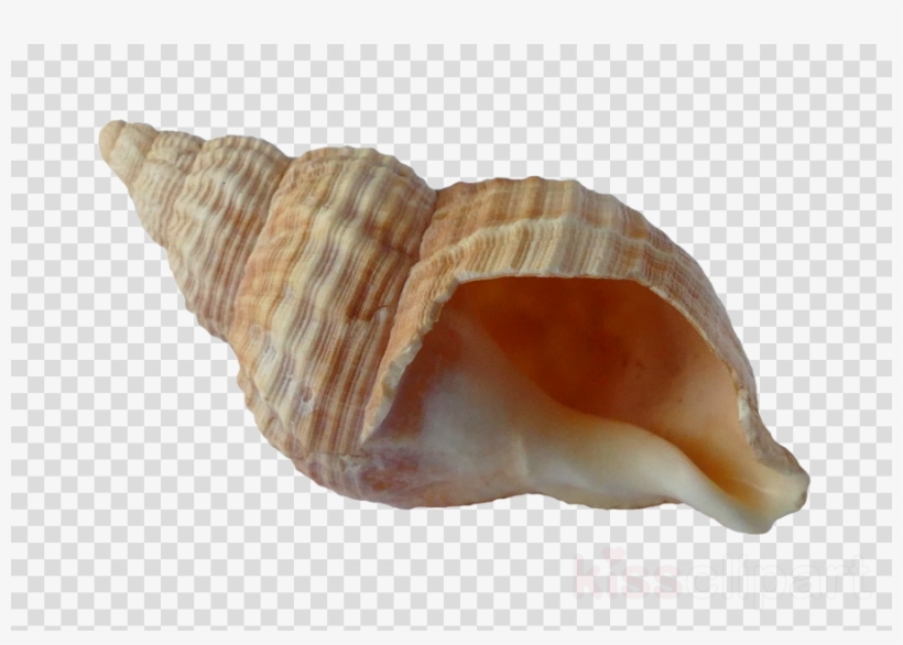 Shell Png Clipart Cockle Seashell, transparent png download