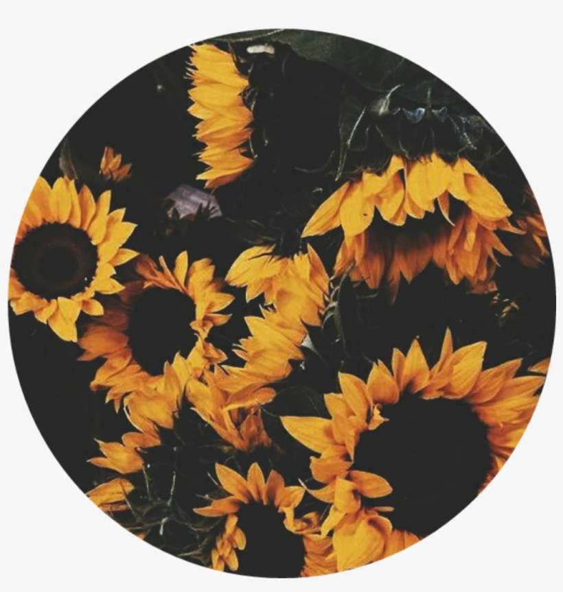 Girasol Girasoles Girasoles🌻 Flores Happy Circle, transparent png download