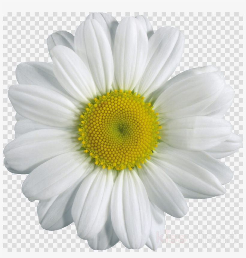 Camomile Flower Png Clipart Chamomile Clip Art, transparent png download