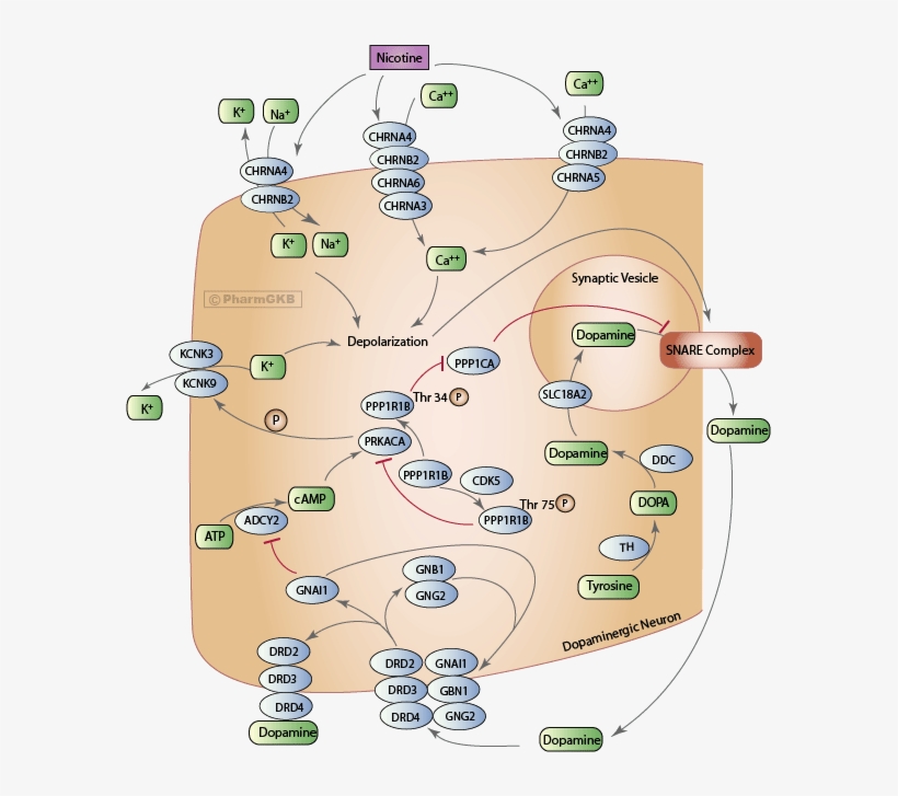 Nicotine Pathway , Pharmacodynamics Diagram, transparent png download