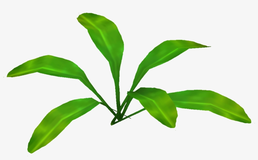 Amazon Sword Plant, transparent png download