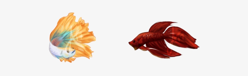 $10 Fish Commissions - English Marigold, transparent png download
