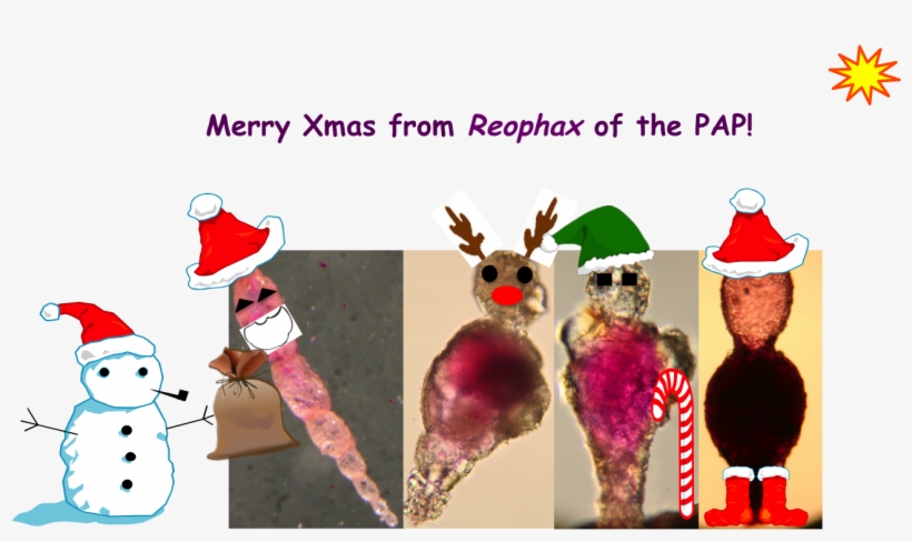 Which Are Your Cutest Animals Comment Below - Snow-man-merry-christmas Round Ornament, transparent png download