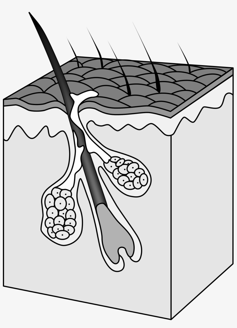 Open - Hair Follicle Png, transparent png download