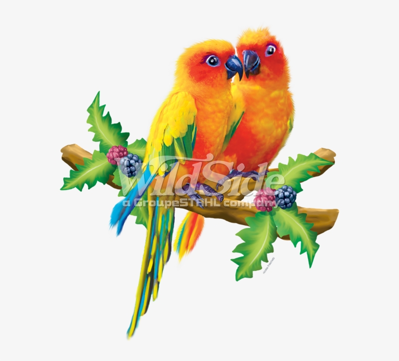 Lovebirds - Lovebird, transparent png download