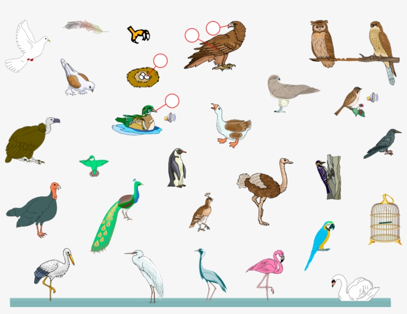 Free Birds - Birds, transparent png download