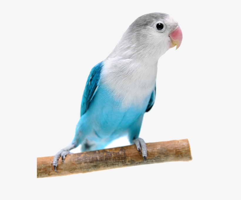 Blue Lovebird, transparent png download