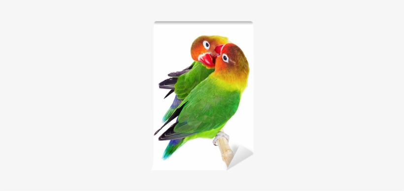 Pareja De Tortolitos, transparent png download