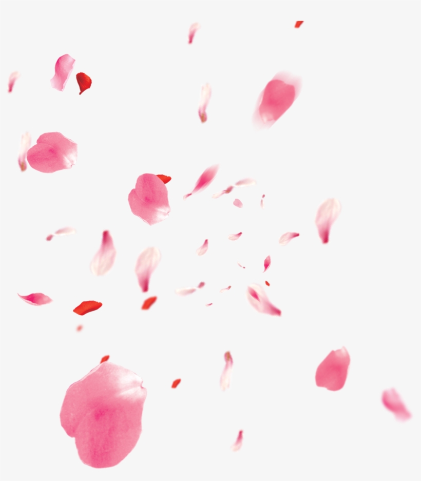 Freetoedit Ftestickers Flower Flowers Pink Rose Petals - Pétalas De Cerejeira Png, transparent png download