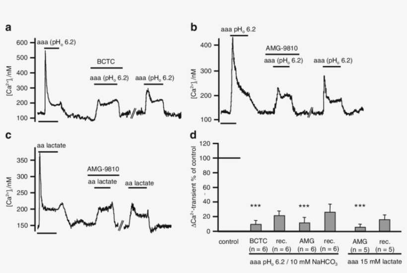 Effects Of The Trpv1 Inhibitors Bctc Or Amg 9810 (1, transparent png download