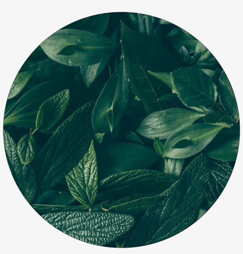 Indigo Plant Png, transparent png download