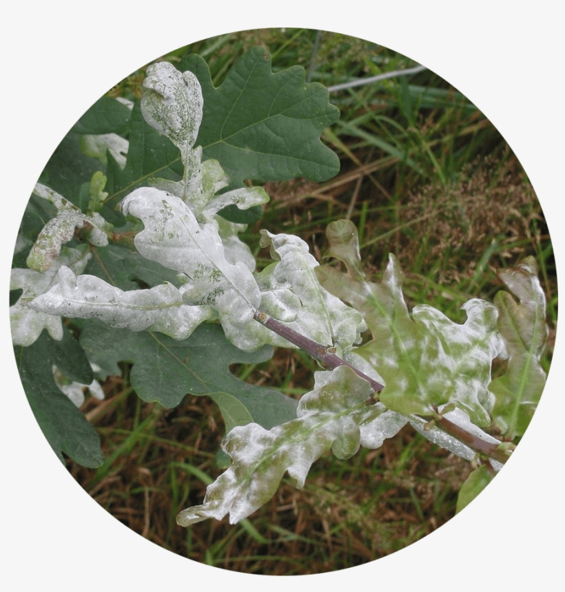 This Fungus Can Be Recognized By White Powdery Spots, transparent png download