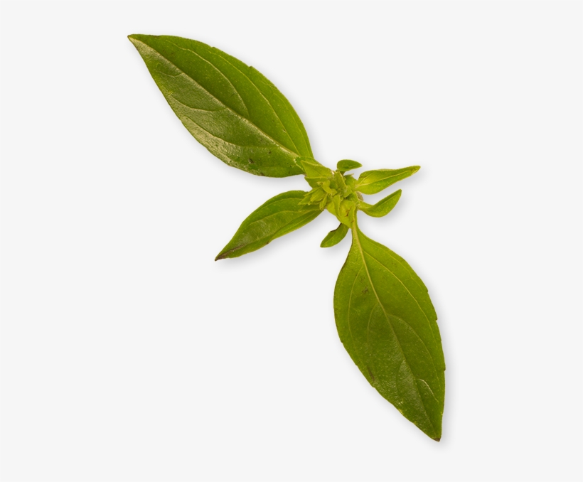 An Incomparable Menu And Delights, Enchant Our Guests, transparent png download