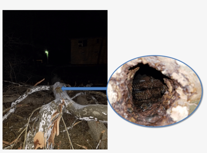 Feral Colony Inside The Cavity Of A Fallen Tree, transparent png download