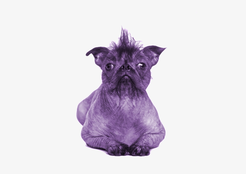 Tfw Is A Mini Personal Essay Series I'm Try To Do On - Chinese Crested French Bulldog Mix, transparent png download