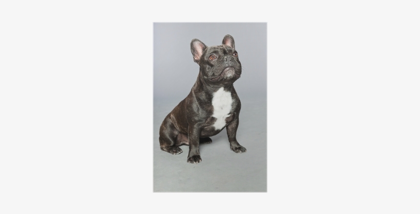 Black French Bulldog - French Bulldog, transparent png download
