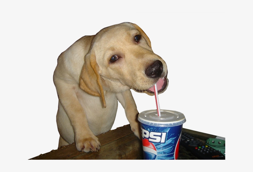 Funnydog - Dank Dog, transparent png download