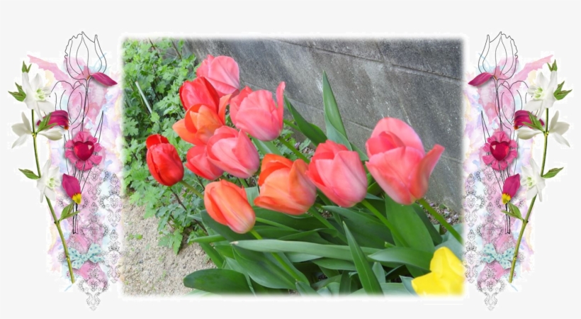 And Feel So Thankful For This Starting Of Wonderful - Sprenger's Tulip, transparent png download