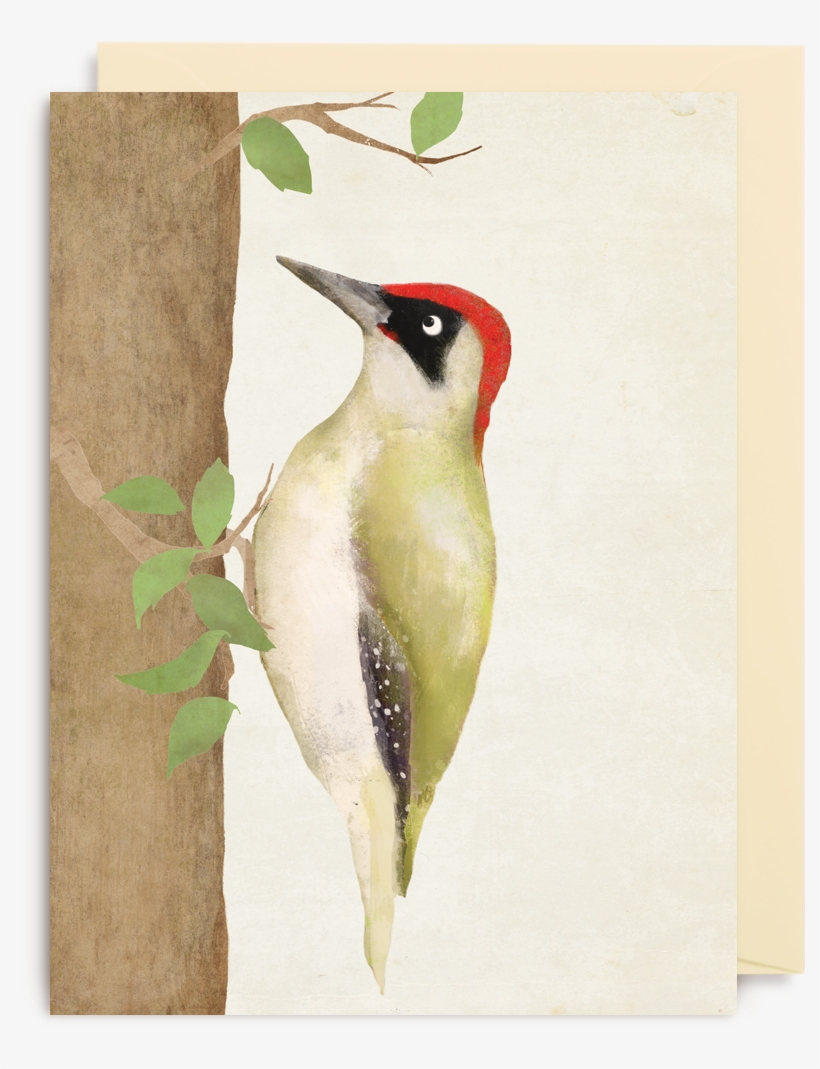 Woodpecker, transparent png download