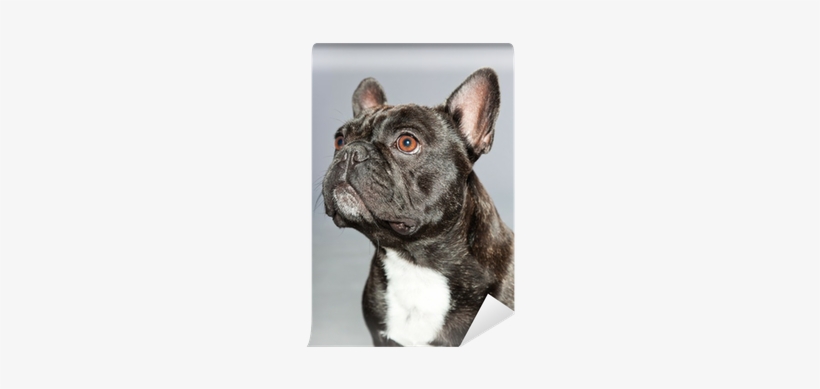 Black French Bulldog - French Bulldog, transparent png download