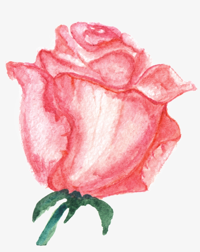 Powder Meat Carnation Cartoon Transparent - Design, transparent png download