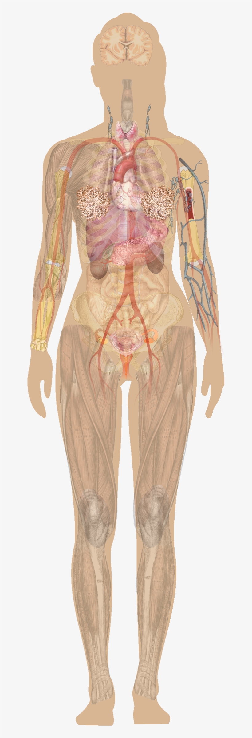 Download Human Figure Png - Human Body Diagram Without Labels ...