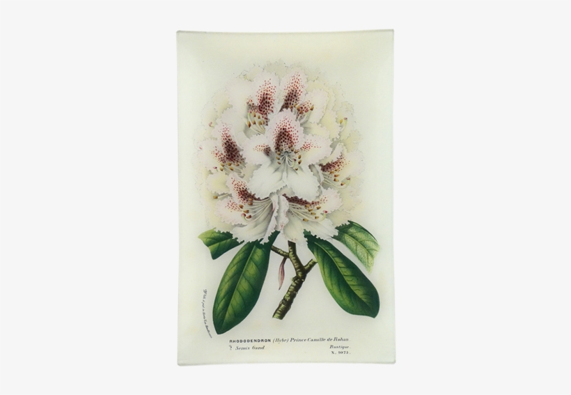 Rhododendron Prince Camille De Rohan - Lily, transparent png download