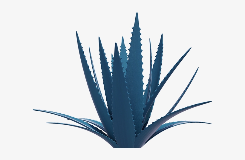 Clip Freeuse Stock Agasalhos Png Image Related Wallpapers - Agave Azul Logo, transparent png download