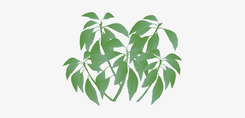 Ian Symbol Generic Shrub Tropical, transparent png download